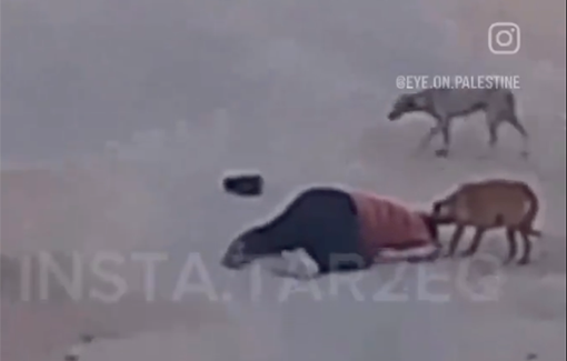 Thumbnail preview image for the video titled: Dogs gnaw on the body of a killed Palestinian in Jabalia