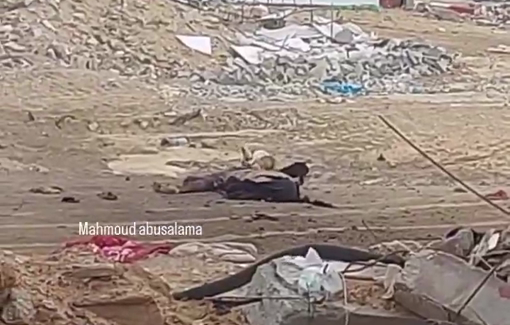 Thumbnail preview image for the video titled: Dogs gnaw on the of killed Palestinians in North Gaza