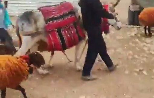 Thumbnail preview image for the video titled: A settler leads his herd to the trough of the Palestinian herds in Ras Al-Ain Al-Auja