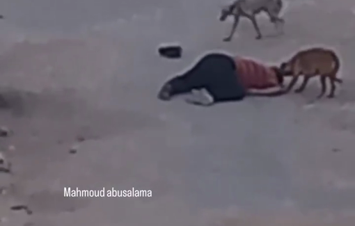 Thumbnail preview image for the video titled: Dogs gnaw on bodies of killed Palestinians in Jabalia