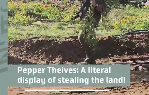 Thumbnail preview image for the video titled: Thieving soldiers steal peppers grown in Gaza