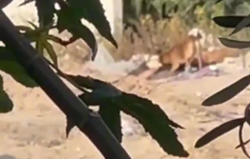 Thumbnail preview image for the video titled: Dog gnaws on killed Palestinian's corpse that could not be be retrieved