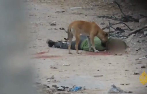 Thumbnail preview image for the video titled: Dogs gnaw on killed Palestinian's body in North Gaza