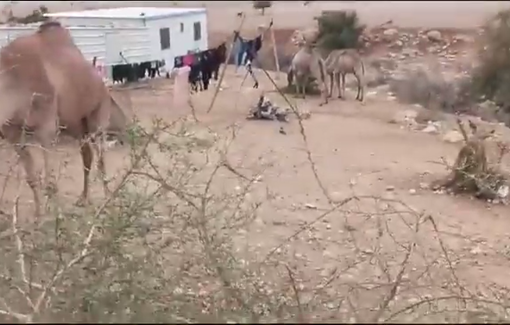 Thumbnail preview image for the video titled: A herd of settler camels entered the Ras al-Ain community in the southern Jordan Valley