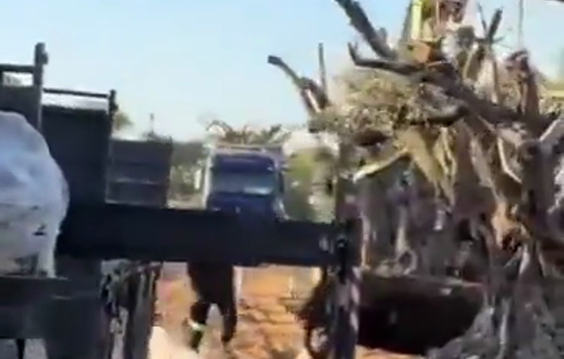 Thumbnail preview image for the video titled: Israeli forces steal ancient olive trees from southern Lebanon