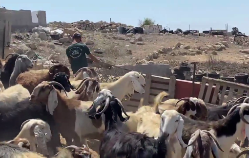 Thumbnail preview image for the video titled: Israeli settler Yinon Levi invaded the village of Zanuta to steal a sheep