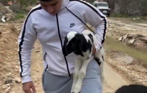 Thumbnail preview image for the video titled: Jenin family forcibly displaced with orphaned baby goat