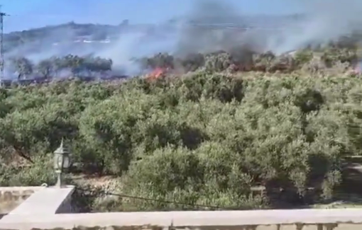 Thumbnail preview image for the video titled: Settlers burn family's olive trees in Madama