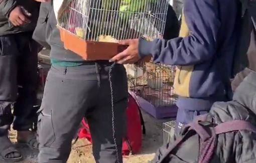 Thumbnail preview image for the video titled: Palestinians returning to northern Gaza bring ther pet birds and goat along