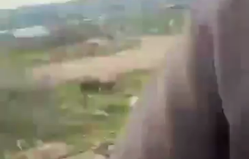 Thumbnail preview image for the video titled: Israeli settlers injured a farmer while grazing livestock in Bardala (Jordan Valley)