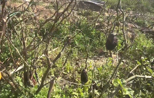 Thumbnail preview image for the video titled: Israel destroyed all of Beit Lahia's agriculture, a core source of produce in Gaza