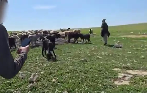 Thumbnail preview image for the video titled: Israeli settler using method of intimidation and dispossession in a bedouin village