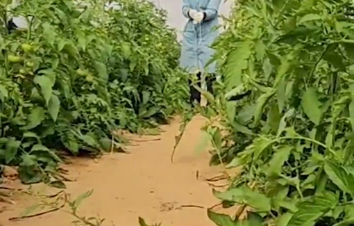 Thumbnail preview image for the video titled: The Green Girls Group, 4 Palestinian female farmers, rebuilt their farm in Gaza