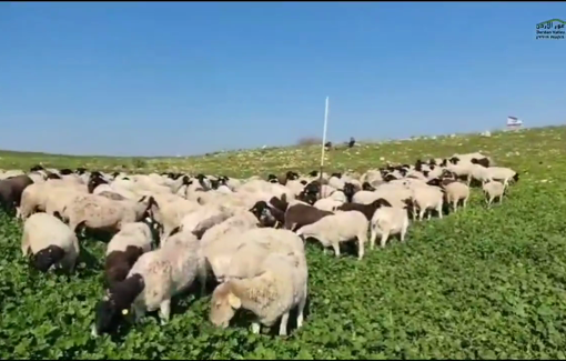 Thumbnail preview image for the video titled: In Al Farsiya, the Israeli settler Gilad Amosi violate his restraining order and invaded Palestinian crops