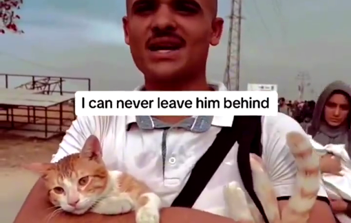 Thumbnail preview image for the video titled: Palestinian forced to be displaced brings his beloved cat with him