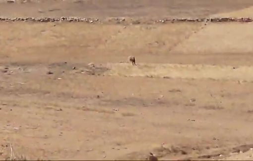 Thumbnail preview image for the video titled: Settlers steal wheat harvested from a field in Wadi Rahim in Susia and police refuses to come