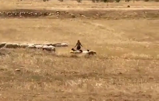 Thumbnail preview image for the video titled: Palestinian shepherds expulsed by setllers and Israeli police in Susiya