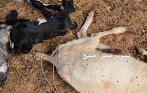 Thumbnail preview image for the video titled: IDF soldiers targeted sheep in Al Mawasi "SAFE area" in Rafah