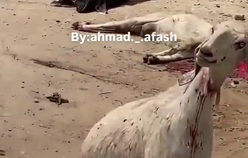 Thumbnail preview image for the video titled: Disabled boy and goats killed among many other in IDF strike on Al-Manfalouti school