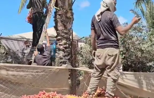 Thumbnail preview image for the video titled: Farmers harvest dates in the "Monastery of dates" (Deir al-Balah)