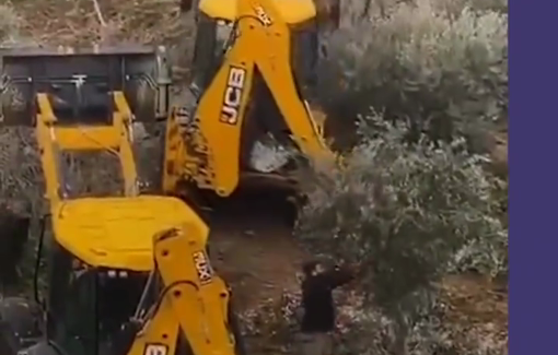 Thumbnail preview image for the video titled: The lsraeli occupation bulldozed more than 30 olive trees in the town of Beit Safafa in Jerusalem, on the property of the Alayan family