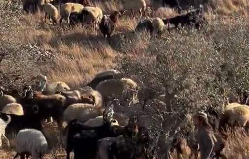 Thumbnail preview image for the video titled: Armed settlers deliberately destroying olive crop using a herd of sheep, under protection of armed settler soldiers