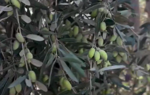 Thumbnail preview image for the video titled: Olive harvest in Gaza