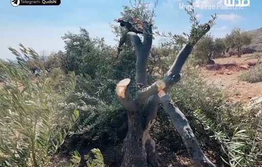 Thumbnail preview image for the video titled: Over 40 olive trees have been shattered by Israeli settler militias in the village of Qusra