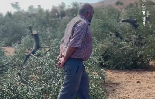 Thumbnail preview image for the video titled: Israeli settlers cut down dozens of Palestinain olive trees in the village of Qusra