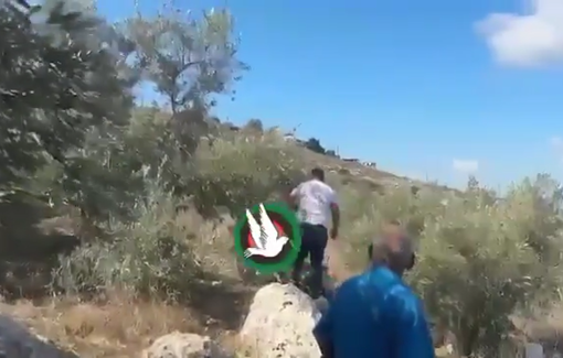 Thumbnail preview image for the video titled: Settlers open fire and launch tear gas at residents and volunteers harvesting olives