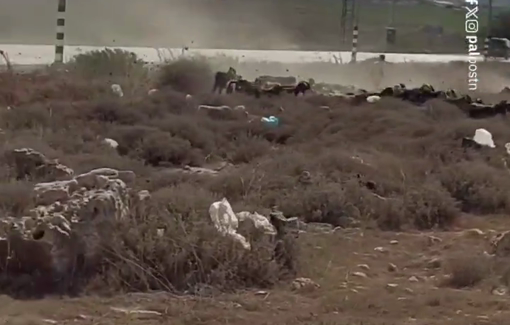 Thumbnail preview image for the video titled: Israeli settlers have stolen a herd of sheep from the village of Jurish (Nablus)