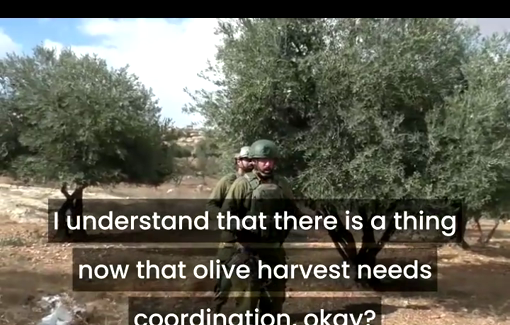 Thumbnail preview image for the video titled: Israeli soldiers protect violent settlers attacking farmers and activists in Susiya during the olive harvest