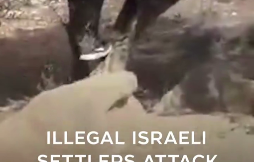 Thumbnail preview image for the video titled: Illegal Israeli settlers attacked an Israeli activist as she was helping Palestinian farmers of Susya