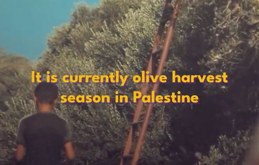 Thumbnail preview image for the video titled: Violent harassement campaign on Palestinian olive harvest by Israeli settlers and soldiers