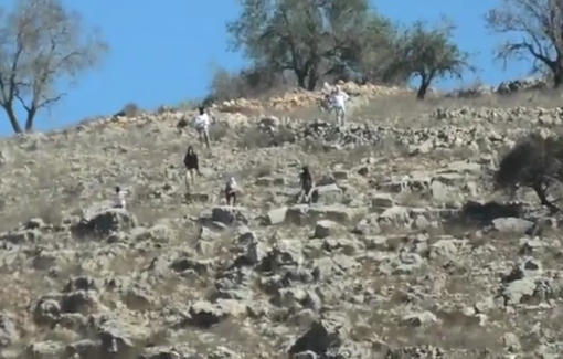 Thumbnail preview image for the video titled: In Burin Israeli settlers stole 7 tarps and the olives next threw rocks on farmers