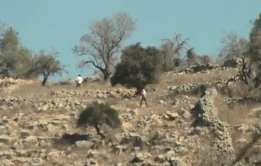 Thumbnail preview image for the video titled: In Burin Israeli settlers stole 7 tarps and the olives next threw rocks on farmers