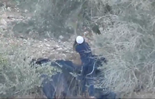 Thumbnail preview image for the video titled: Israeli teenage settlers are beating olive trees and stealing crops from Palestinians.