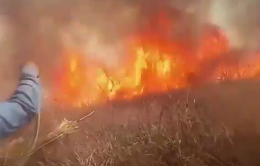 Thumbnail preview image for the video titled: Israeli settlers storm agricultural lands near Ramallah and set fire to olive trees