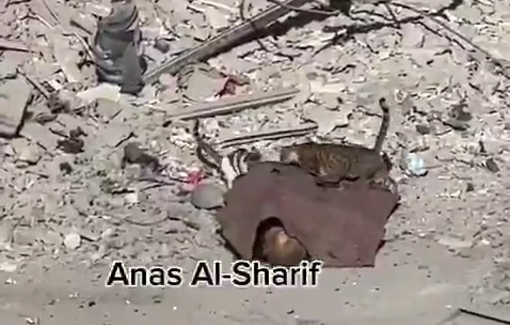 Thumbnail preview image for the video titled: Cats gnaw on a killed Palestinian as Israel shoots anyone trying to pull bodies