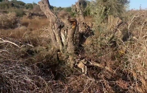 Thumbnail preview image for the video titled: Israeli settlers chopped off hundreds of olive trees in Qaryout near Nablus