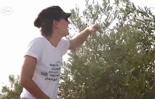 Thumbnail preview image for the video titled: Rabbis for Human Rigths join Palestinians during their olive harvest season