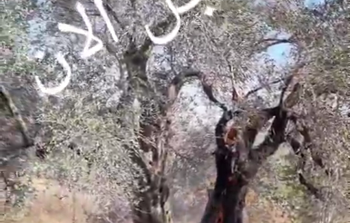 Thumbnail preview image for the video titled: Sometimes, after Israeli settlers steal the olives, they burn or destroy the olive trees