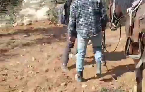 Thumbnail preview image for the video titled: In Umm Nir Shmuel Lusky and another settler attempted to steal the harvested olives and to assault the harvesters