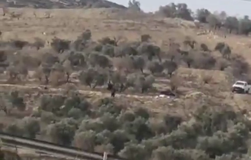 Thumbnail preview image for the video titled: Settlers steal olive harvest after expelling Palestinians from their olive groves